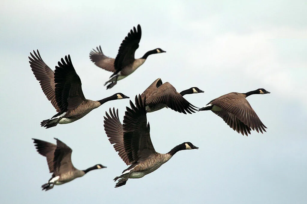 Gänse im Flug